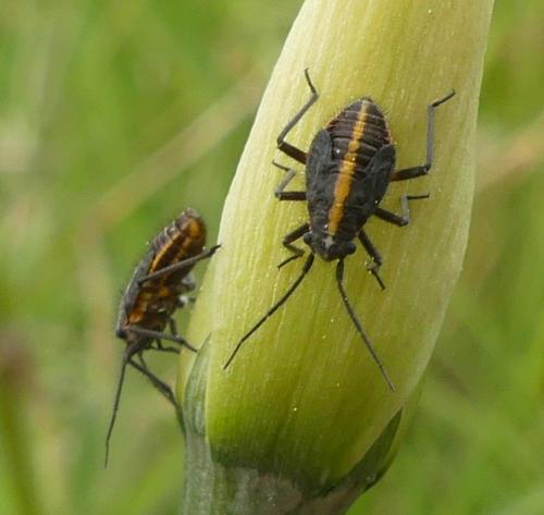 Horistus orientalis